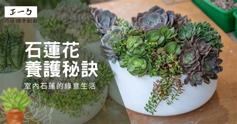 陽氣植物|夏日清暑：陽氣植物養護秘訣